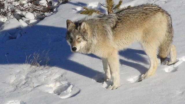 Transplanted Canadian grey wolves called too successful - Red Deer