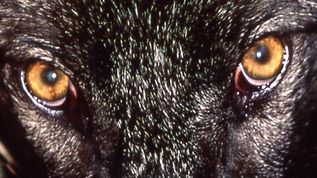 Amber eyes of a black-colored wolf