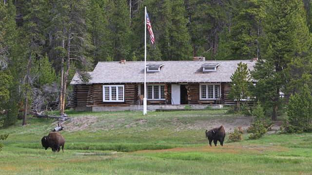 Two bison graze grass in front of a wood-log building.