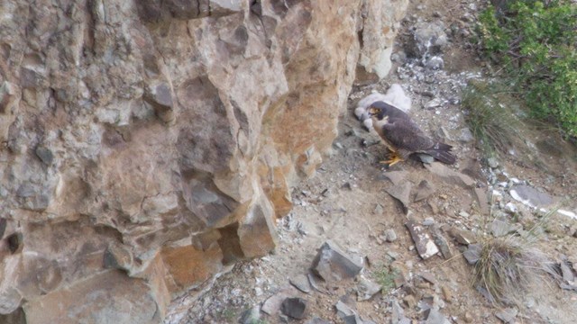 A peregrine falcon perched on a branch.