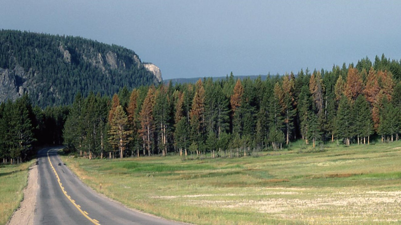 Lodgepole pine forest growing near the road.