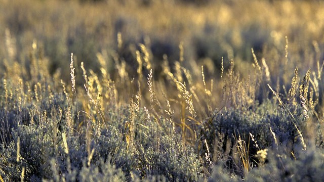 Close-up view of sagebrush in Lamar Valley.