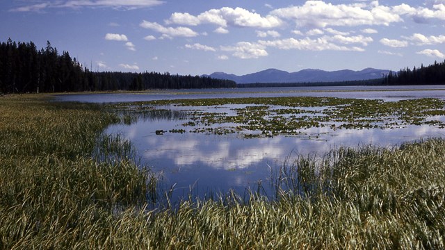 Wetlands growing along the edge of a lake, with mountains visible in the background.