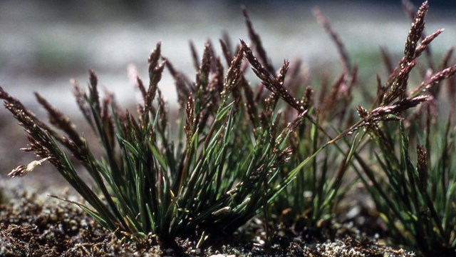 Close-up view of the leaves and seeds of Ross's bentgrass