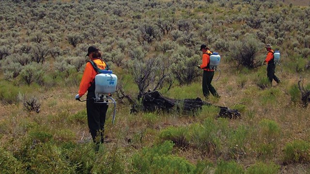 A crew of three sprays invasive plants in a meadow.