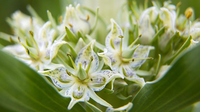 Close-up view of green gentian flowers.