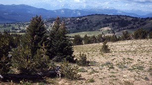 Alpine scene showing trees, grasses, and distant mountains.