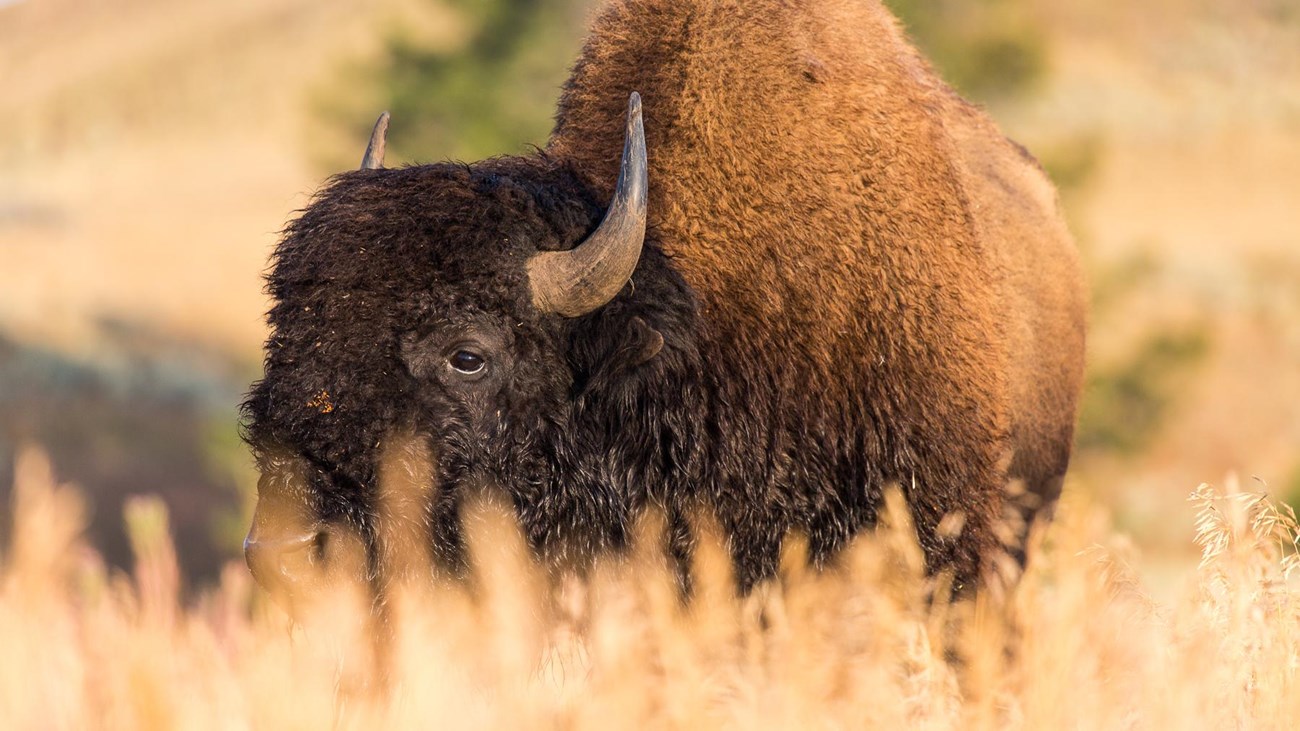 A bull bison grazing in tall grass on the Blacktail Deer Plateau.
