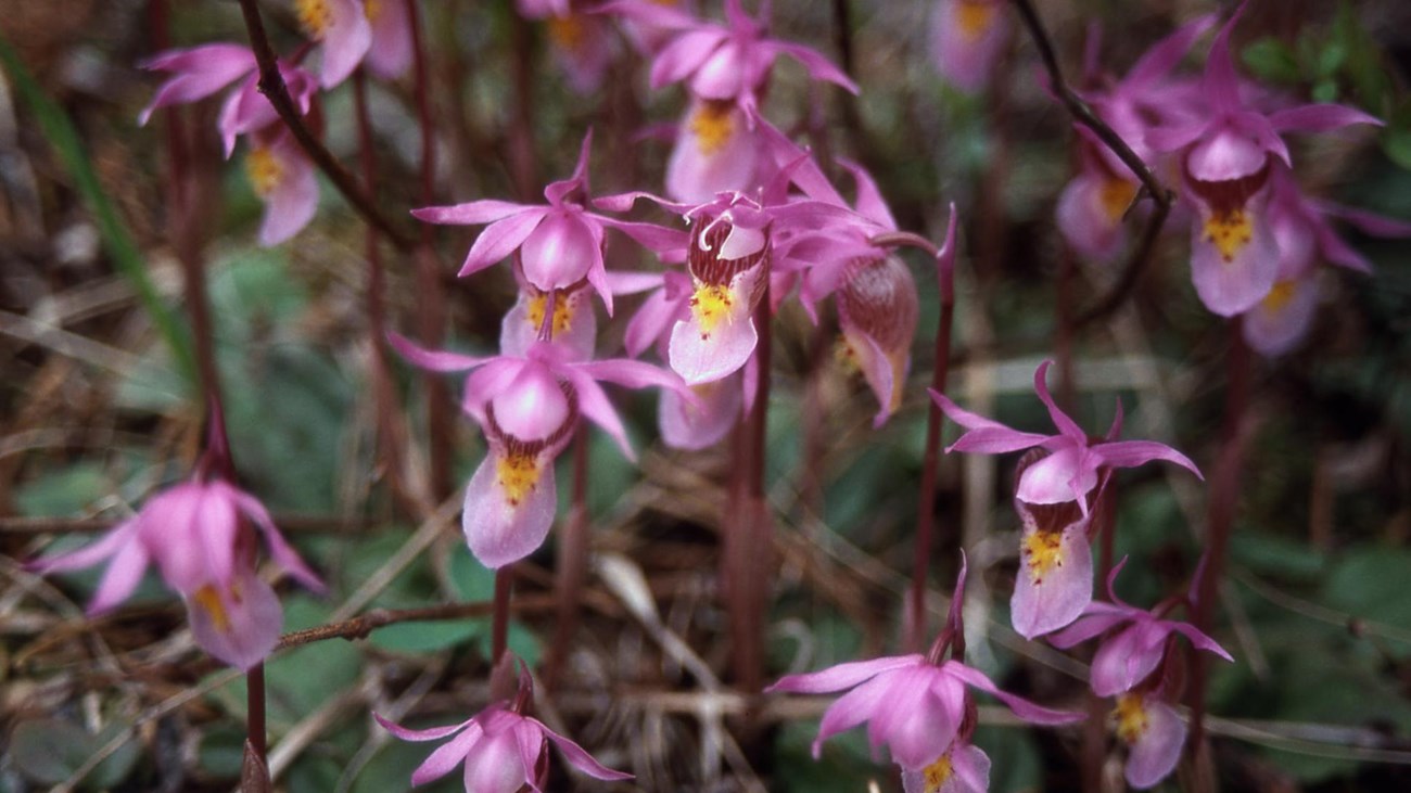 Purple wildflowers in bloom.