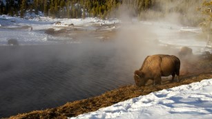 Nature Yellowstone National (U.S. National Park Service)