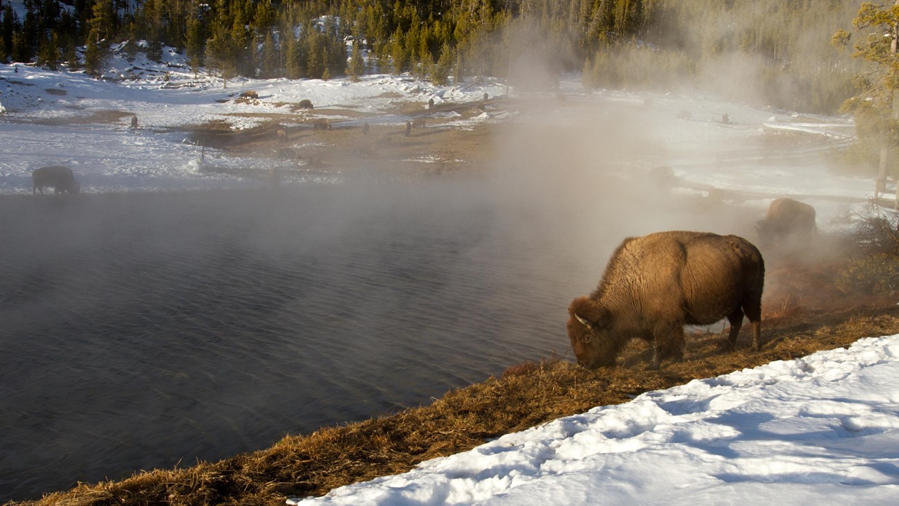 Bison grazing in the grassy areas around a hot spring with snow covering part of the ground.