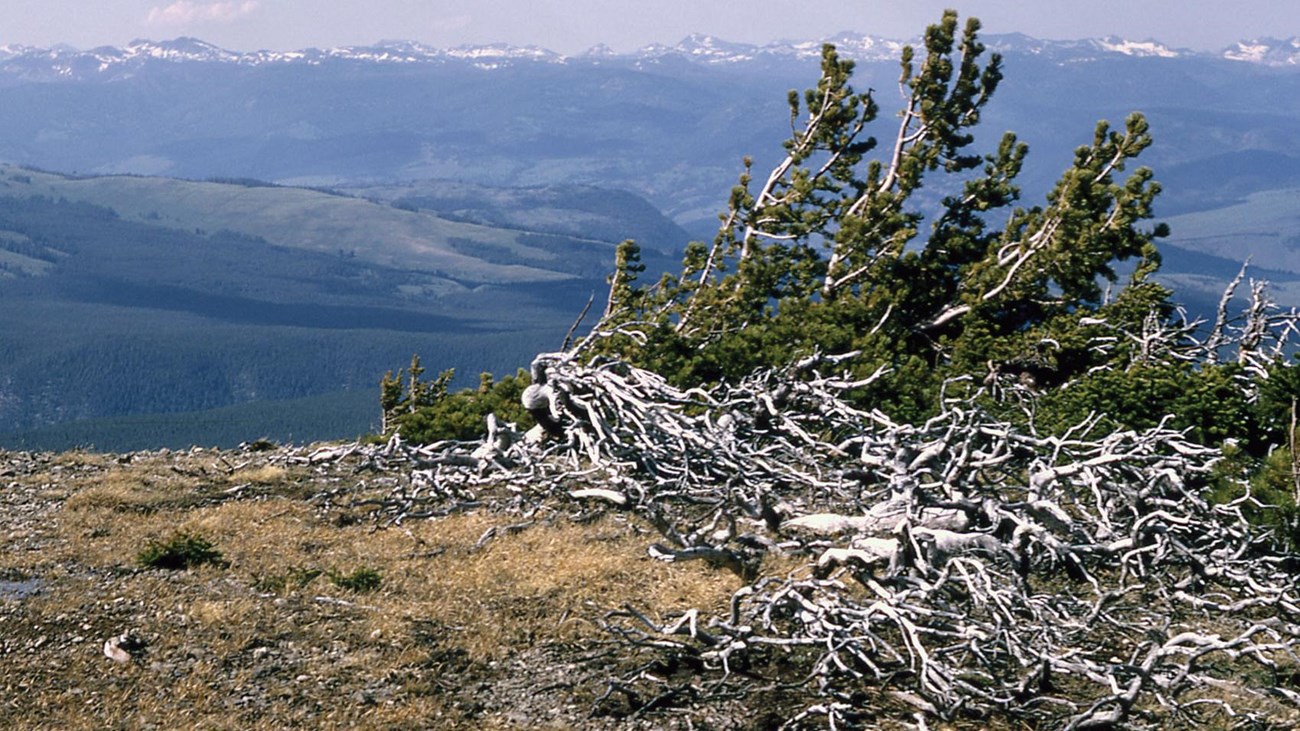Branches and limbs cluster around a growing conifer on a windswept mountain top.