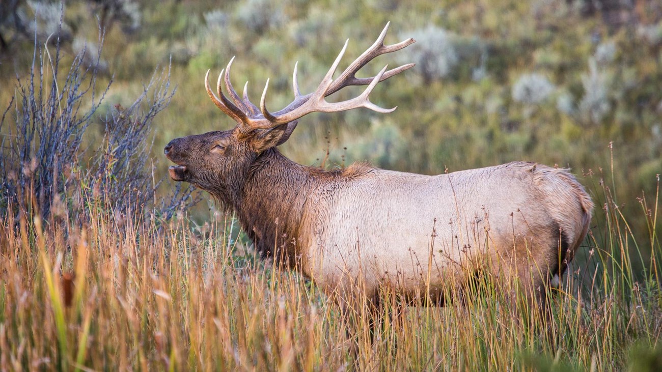 Photo of a bull elk bugling