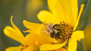 Bee gathering pollen from within a bright yellow Nuttall's sunflower