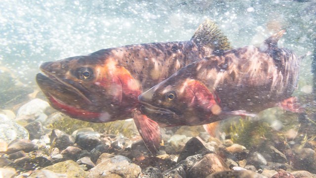 Yellowstone cutthroat trout