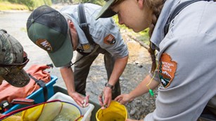Photo of park employees restoring native fish to Grayling Creek