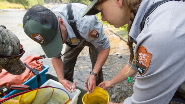 Three park employees removing native fish from a transport container.