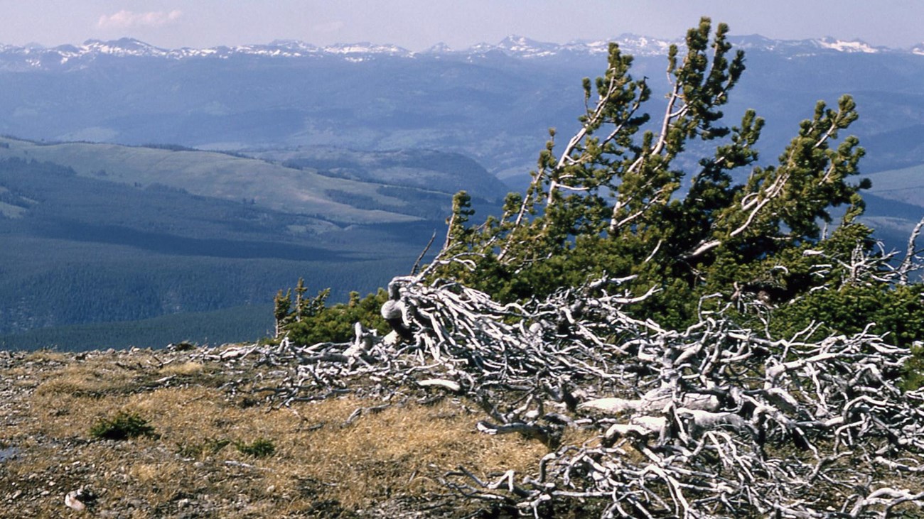 Whitebark pine growing on the summit of Mount Washburn.