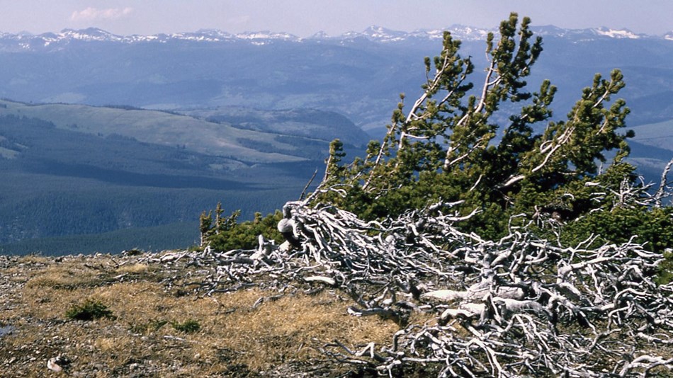 Whitebark pine growing on the summit of Mount Washburn.