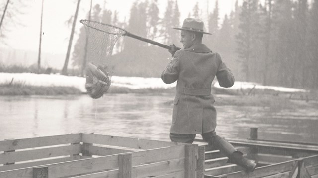 Range with a net full of fish along a creek