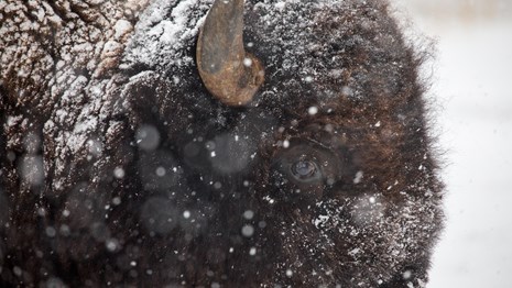 a close-up of a bison's face surrounded by snow