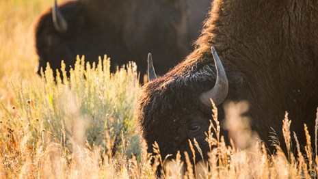a bison grazing in a grassy meadow