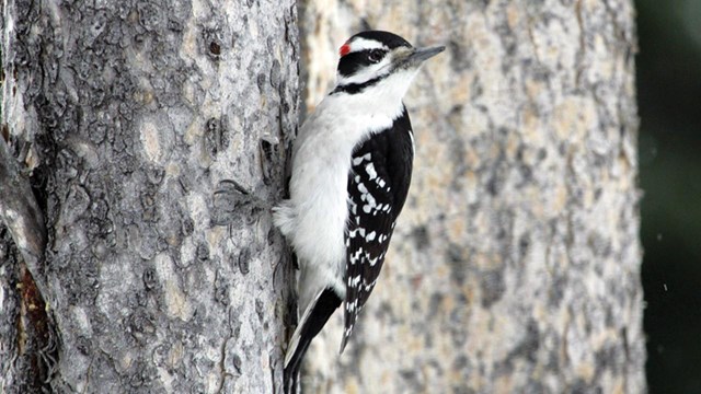 A striped black & white bird with a red patch on the back of it's head perches on a tree trunk.