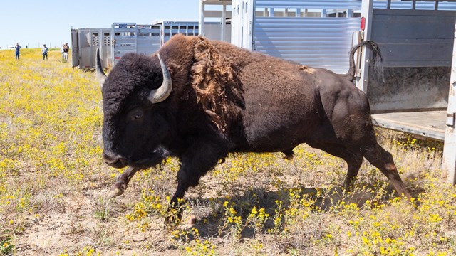 A lone bison exits from a trailer