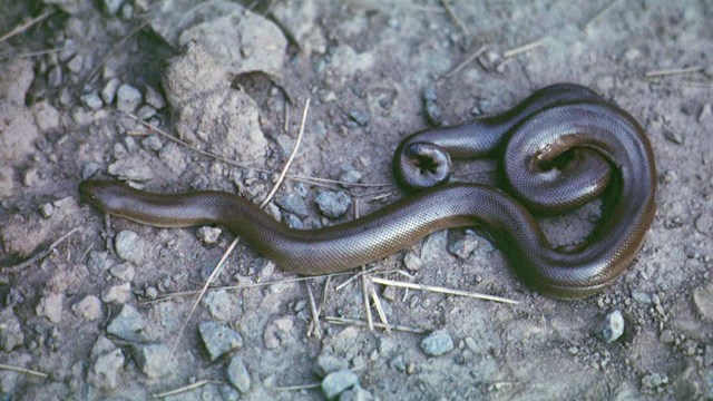 A brown snake on gravel next to a human hand