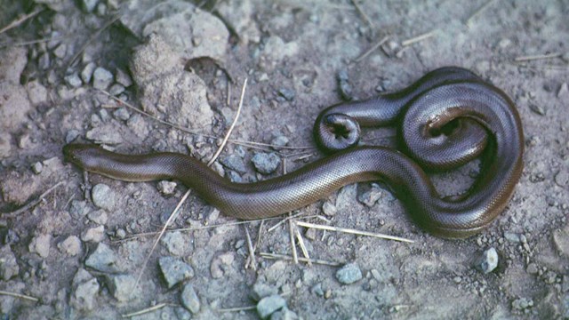 Garter Snake Fast Facts (U.S. National Park Service)