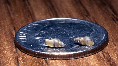 Two shells sit on a dime and are about the same height as the coin