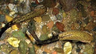 Two speckled fish with black tails swim in a colorful streambed