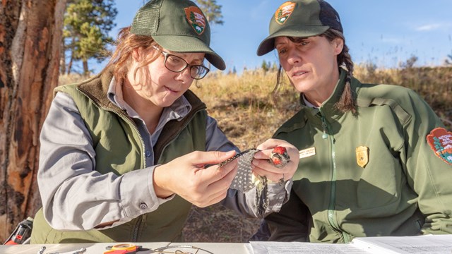 two park rangers inspecting the wing of a small bird