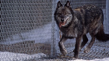 A wolf runs along the chain-link fence of the reintroduction enclosure