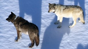 An aerial view of two collared wolves standing on snow