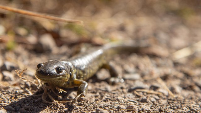 A tiger salamander