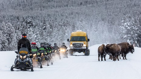 Snowmobiles and a snowcoach line up as they pass a small herd of bison on the road.