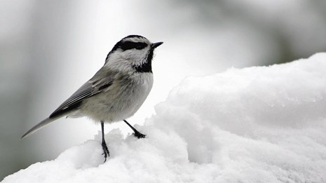 A small white and black bird standing on a pile of snow