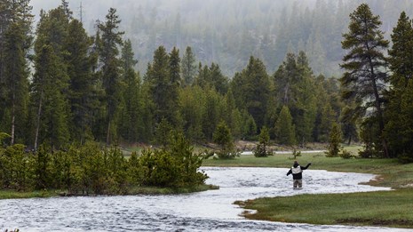 An angler standing in a winding stream and fly-fishing.