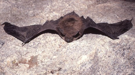 A bat resting on a rock