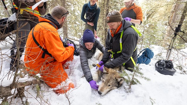 wildlife biologist attaching modern GPS collar to sedated gray wolf in snowy forest setting