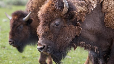 Two roadside bison shedding their winter coats in Lamar Valley