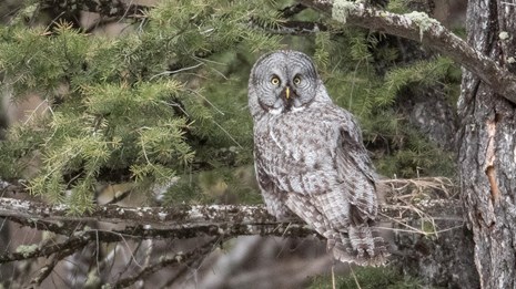 A large, gray owl sits on a branch of a conifer tree.
