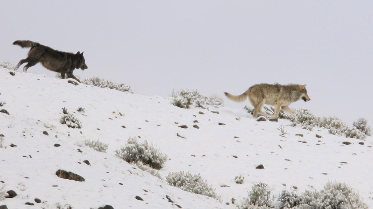 Two wolves running across a snow-covered ridge.