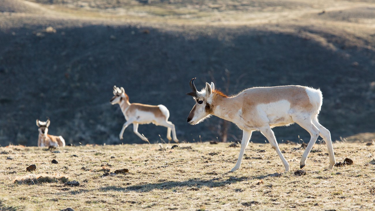 Pronghorn graze across the sagebrush-steppe.