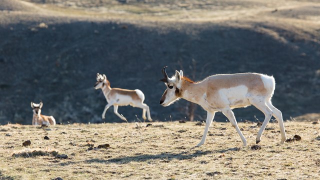 Wildlife - Yellowstone National Park (. National Park Service) Wildlife - Yellowstone National Park (. National Park Service)