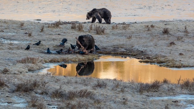 Grizzly bears and ravens feed on a carcass near a couple of ponds.