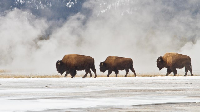 Bison grazing in a patch of grass with hydrothermal steam rising behind them.