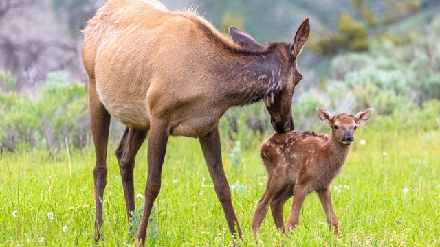 A cow elk cleans her young calf