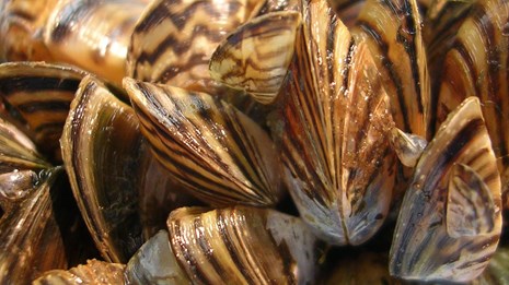 Zebra mussel infestation